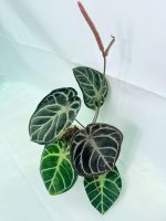 Anthurium Red Crystallinum x Silver Blush (specimen 26.06.17.24) — view 7 of the plant you receive