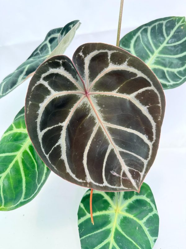 Anthurium Red Crystallinum x Silver Blush (specimen 26.06.17.24) — view 2 of the plant you receive