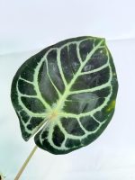 Anthurium Red Crystallinum x Silver Blush (specimen 26.06.17.24) — view 4 of the plant you receive