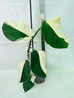 Monstera Albo Variegata Half Moon (specimen 26.25.06.21) — view 2 of the plant you receive
