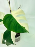 Monstera Albo Variegata Half Moon (specimen 26.25.06.21) — view 4 of the plant you receive