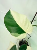 Monstera Albo Variegata Half Moon (specimen 26.25.06.21) — view 5 of the plant you receive