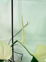 Monstera Albo Variegata Half Moon (specimen 26.25.06.21) — view 6 of the plant you receive