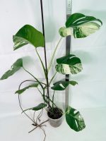 Monstera Albo Variegata XL (specimen 26.06.18.09) — view 3 of the plant you receive