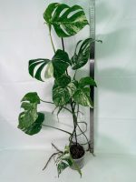 Monstera Albo Variegata XXL, specimen A (specimen 26.06.18.10) — view 7 of the plant you receive