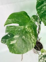 Monstera Albo Variegata XXL, specimen A (specimen 26.06.18.10) — view 4 of the plant you receive
