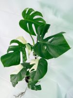 Monstera Albo Variegata XXL, specimen B (specimen 26.06.18.11) — view 8 of the plant you receive