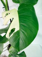 Monstera Albo Variegata XXL, specimen B (specimen 26.06.18.11) — view 4 of the plant you receive