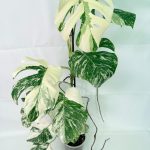 Monstera Albo Variegata XXL, specimen C (specimen 26.06.18.12) — white-variegated fenestrated leaves, about 90 cm tall in a 15 cm nursery pot