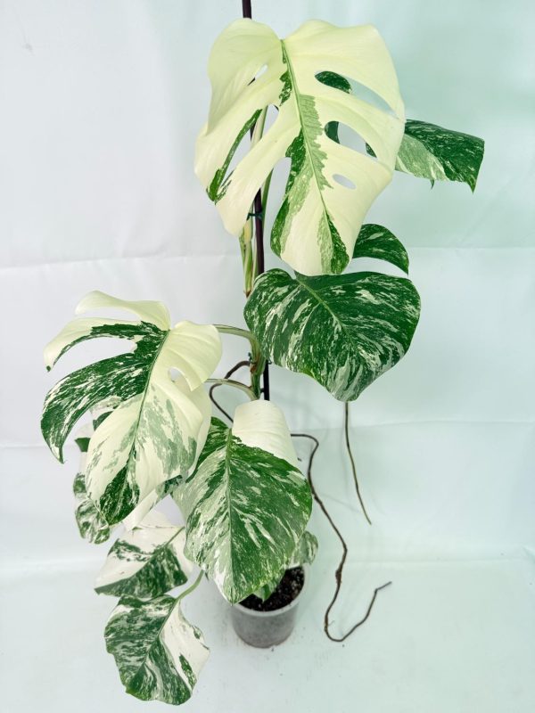 Variegated Monstera Albo specimen