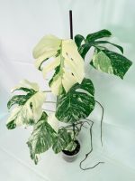 Monstera Albo Variegata XXL, specimen C (specimen 26.06.18.12) — view 3 of the plant you receive