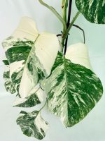 Monstera Albo Variegata XXL, specimen C (specimen 26.06.18.12) — view 6 of the plant you receive