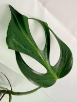 Monstera Burle Marx Flame XL (specimen 26.06.17.22) — view 6 of the plant you receive