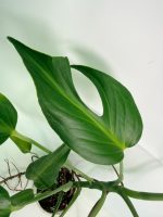 Monstera Burle Marx Flame XL (specimen 26.06.17.22) — view 4 of the plant you receive