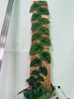 Monstera Dubia (specimen 26.06.23.14) — view 10 of the plant you receive