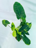 Philodendron Burle Marx Variegata, specimen A (specimen 26.25.06.18) — view 10 of the plant you receive