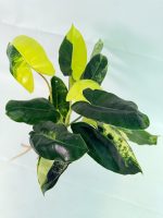 Philodendron Burle Marx Variegata, specimen B (specimen 26.25.06.19) — variegated green and cream foliage, about 40 cm tall in a 12 cm nursery pot
