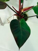 Philodendron Yellow Flame Variegata, specimen A (specimen 26.06.23.21) — view 12 of the plant you receive