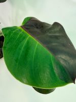 Philodendron Yellow Flame Variegata, specimen A (specimen 26.06.23.21) — view 13 of the plant you receive