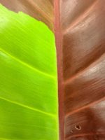Philodendron Yellow Flame Variegata, specimen A (specimen 26.06.23.21) — view 14 of the plant you receive