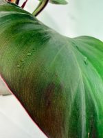 Philodendron Yellow Flame Variegata, specimen A (specimen 26.06.23.21) — view 4 of the plant you receive