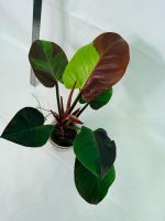 Philodendron Yellow Flame Variegata, specimen A (specimen 26.06.23.21) — view 6 of the plant you receive