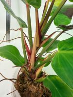 Philodendron Yellow Flame Variegata, specimen B (specimen 26.06.23.22) — view 8 of the plant you receive