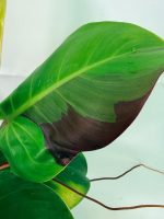 Philodendron Yellow Flame Variegata, specimen B (specimen 26.06.23.22) — view 10 of the plant you receive