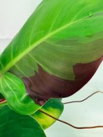 Philodendron Yellow Flame Variegata, specimen B (specimen 26.06.23.22) — view 5 of the plant you receive