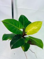 Philodendron Yellow Flame Variegata, specimen B (specimen 26.06.23.22) — view 11 of the plant you receive