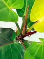 Philodendron Yellow Flame Variegata, specimen B (specimen 26.06.23.22) — view 12 of the plant you receive