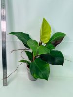 Philodendron Yellow Flame Variegata, specimen B (specimen 26.06.23.22) — view 7 of the plant you receive