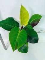 Philodendron Yellow Flame Variegata, specimen B (specimen 26.06.23.22) — yellow and green variegated leaves, about 30 cm tall in a 10 cm nursery pot