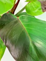 Philodendron Yellow Flame Variegata, specimen B (specimen 26.06.23.22) — view 6 of the plant you receive
